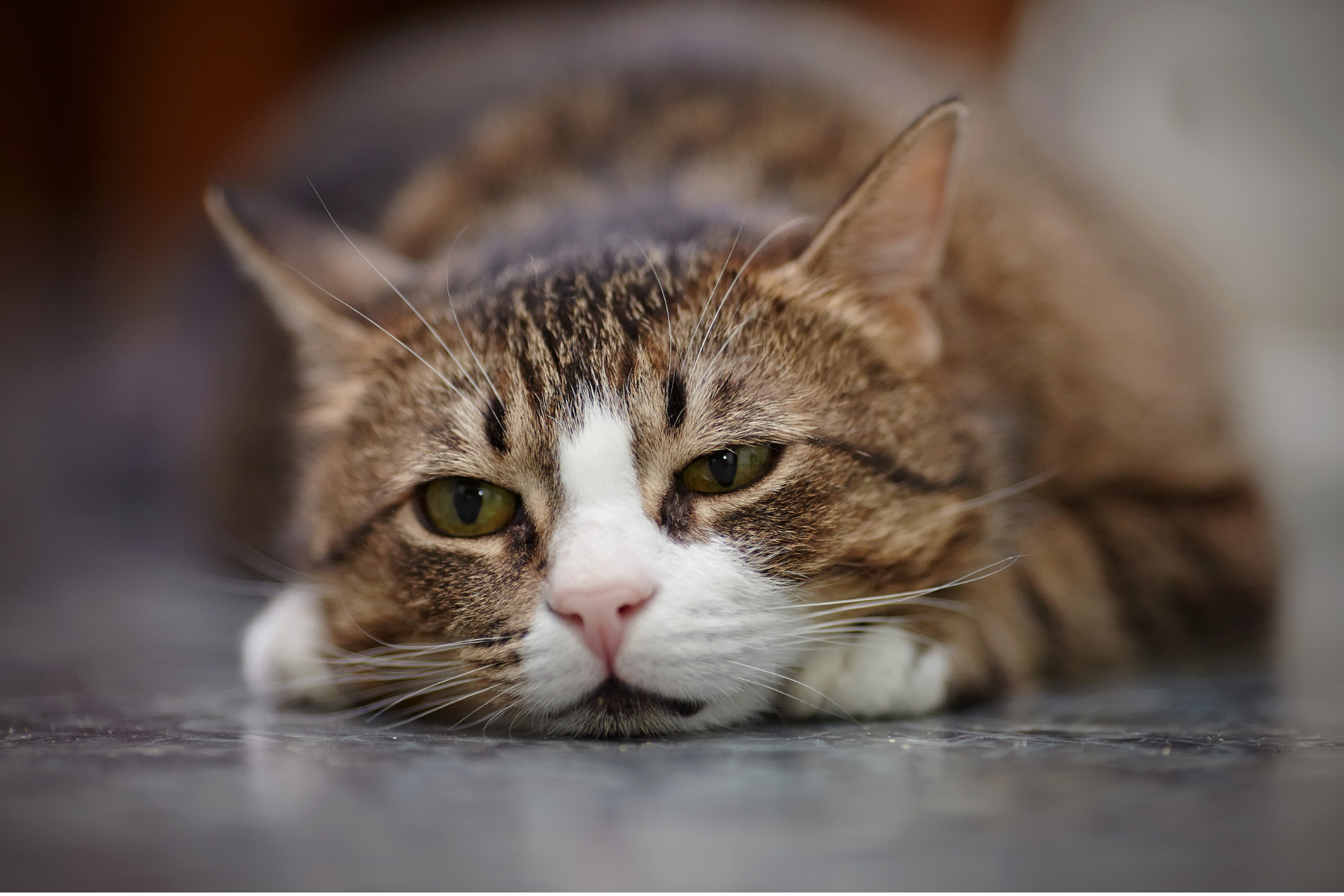 Lęk separacyjny u kota: Jak pomóc kotu przezwyciężyć ten problem