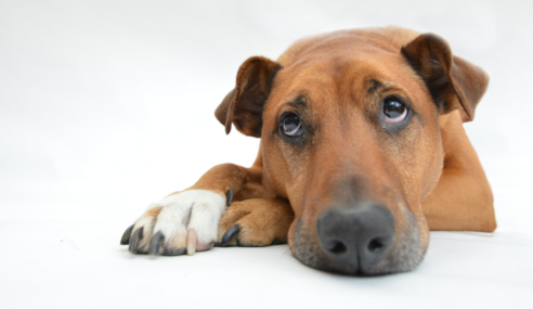 Lęk separacyjny u psa: Przyczyny, objawy i sposoby radzenia sobie