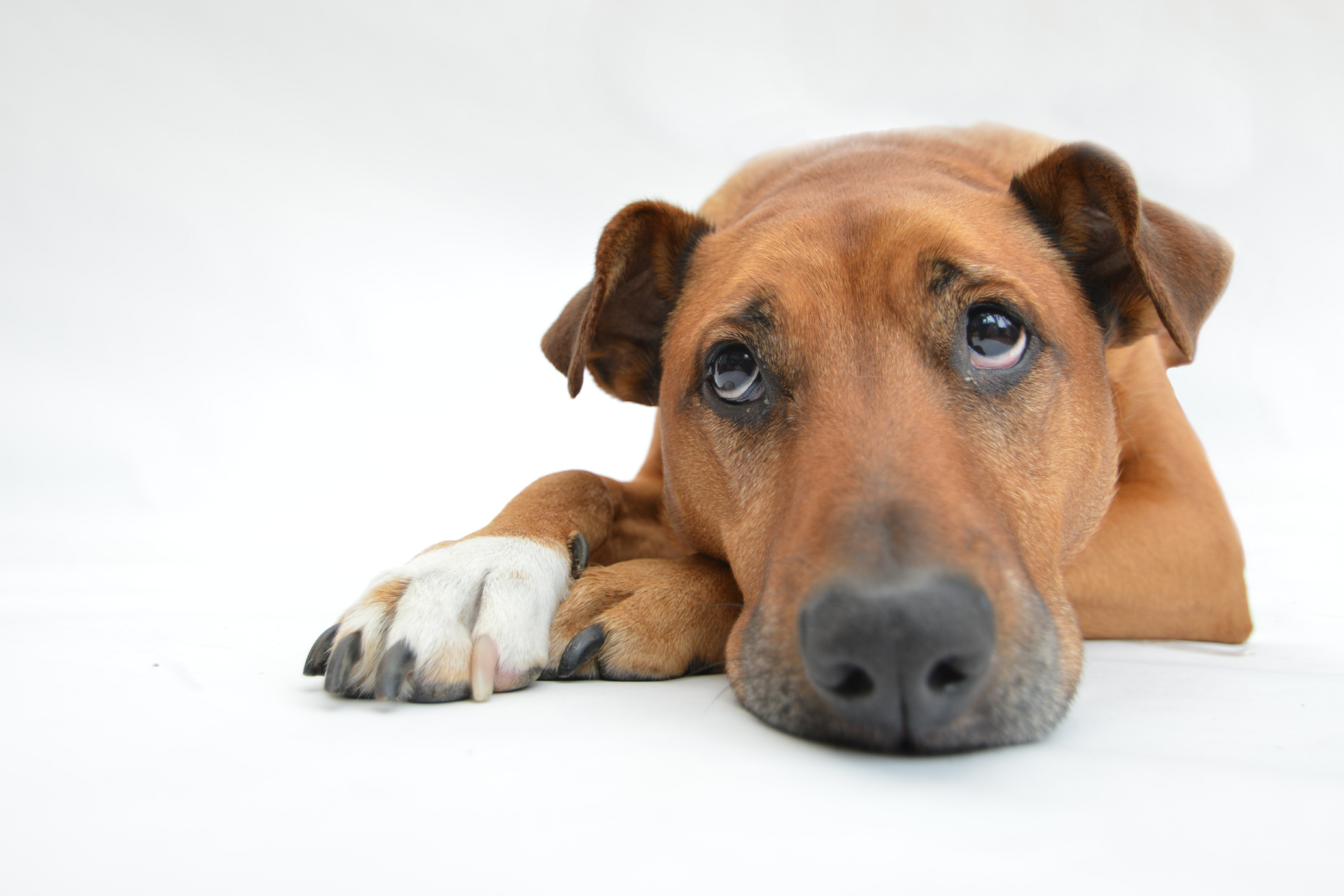 Lęk separacyjny u psa: Przyczyny, objawy i sposoby radzenia sobie